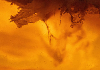 Yugen fully commits to unpasteurized kombucha