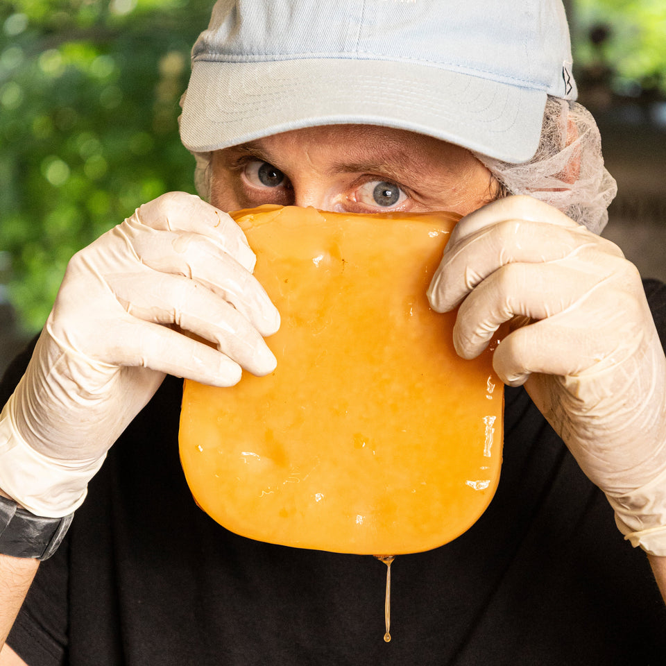 Scoby, the mother of kombucha