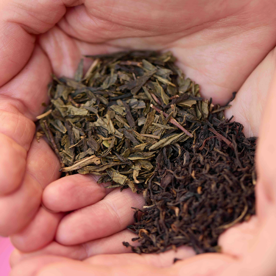 Discover tea most important ingredient for a tasteful kombucha