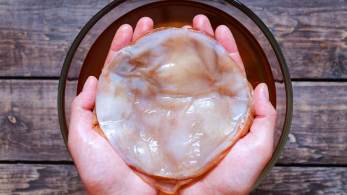 Scoby, the mother of kombucha