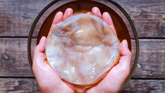 Scoby, the mother of kombucha