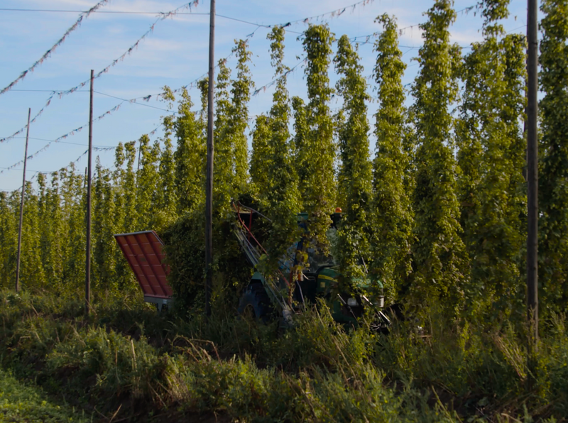 The organic farmer behind our Cascade Hops